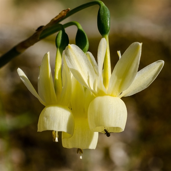 Narciso habitado