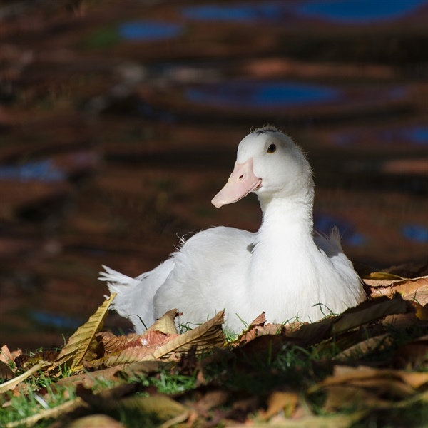 El pato de otoño